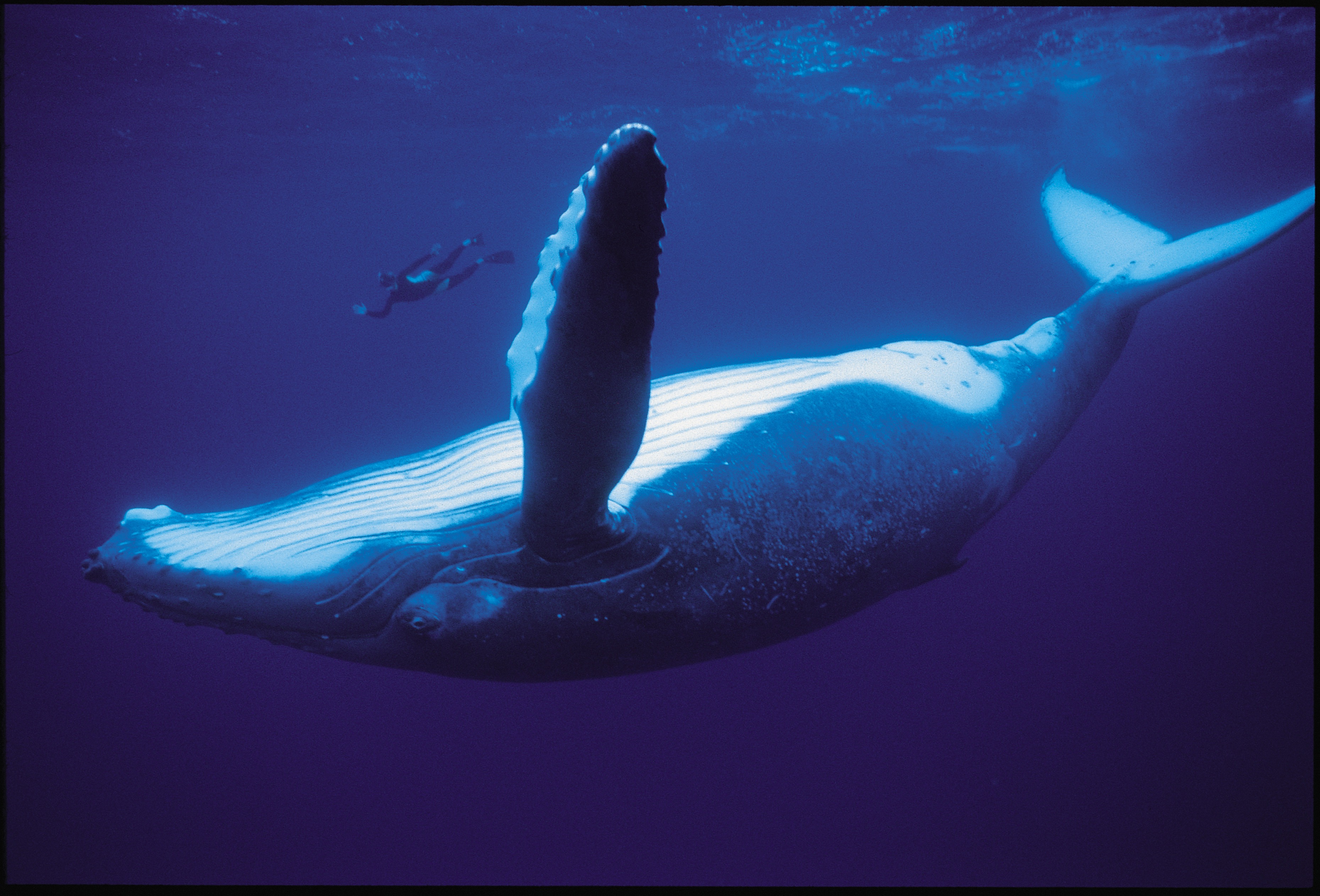 diving-with-whales